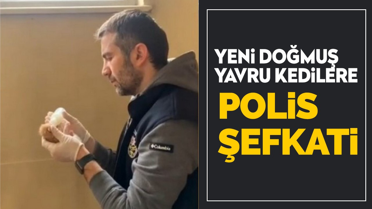 Yeni doğmuş yavru kedilere polis şefkati