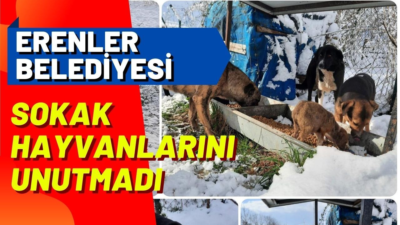 Erenler Belediyesi sokak hayvanlarını unutmadı