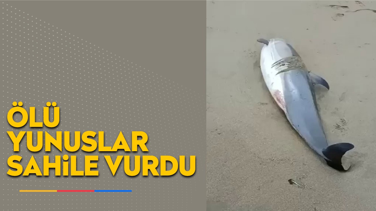 Ölü yunuslar sahile vurdu, vatandaş tepki gösterdi