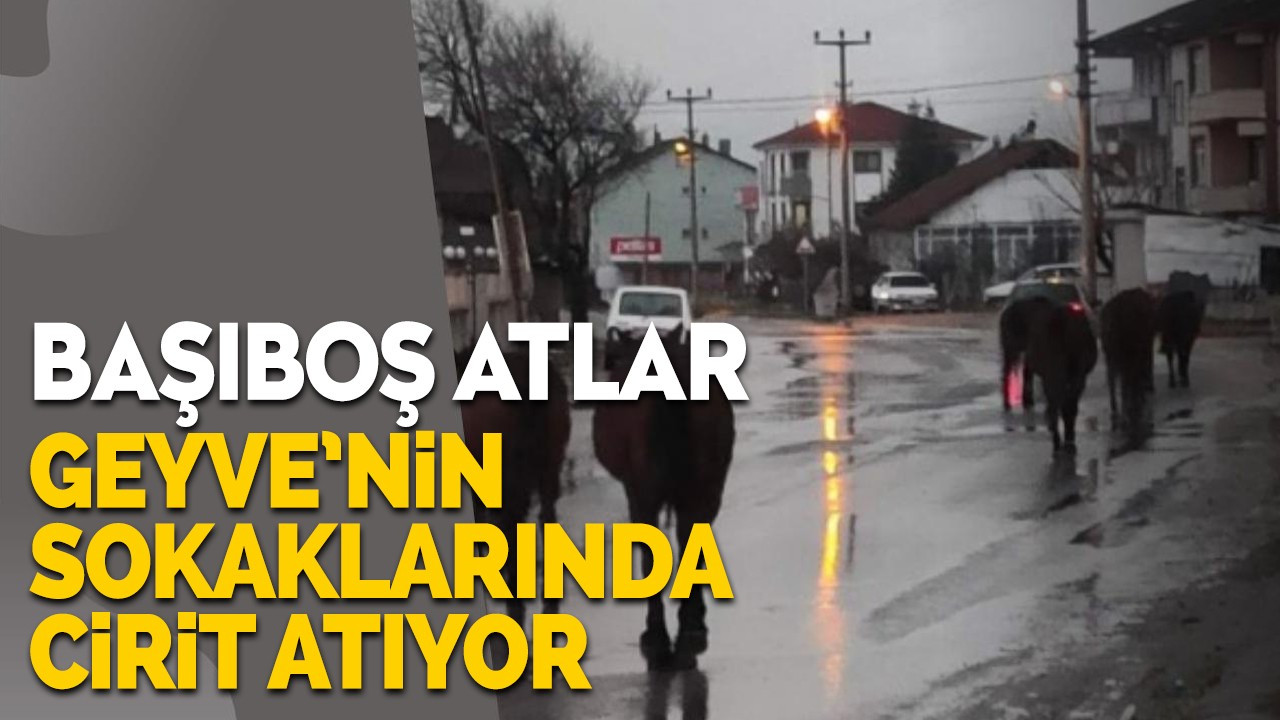 Başıboş atlar Geyve'nin sokaklarında cirit atıyor