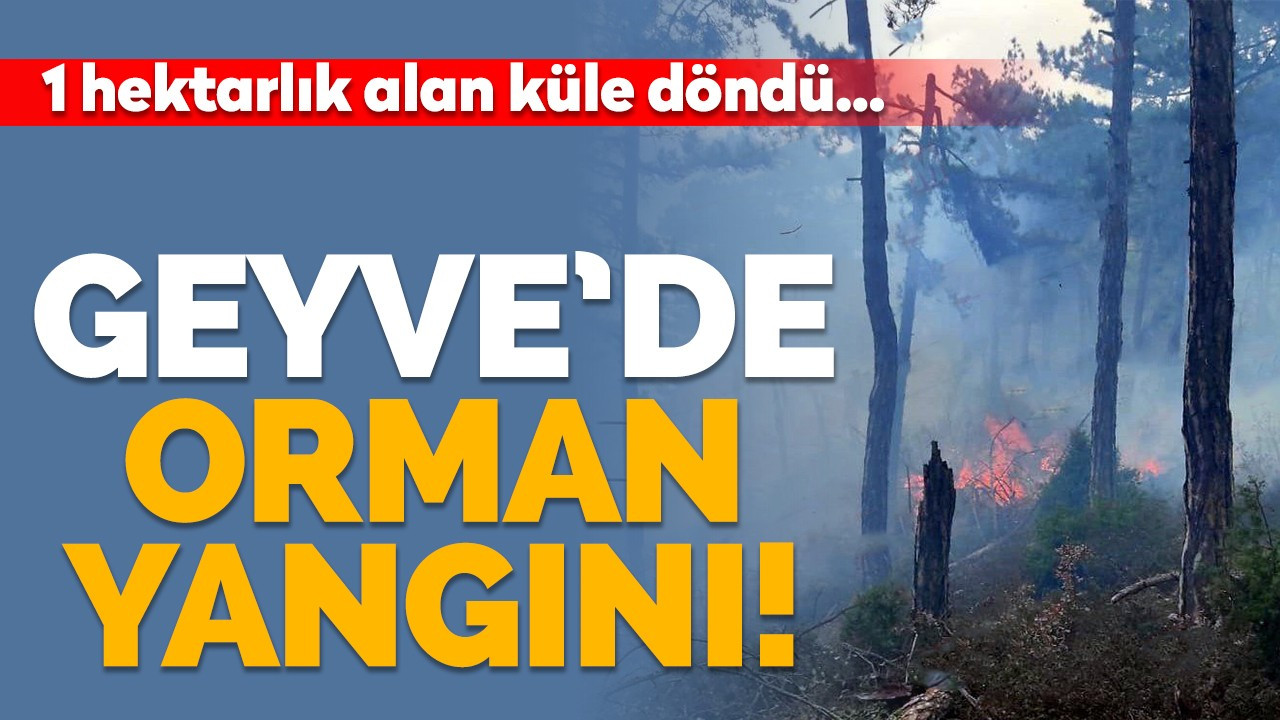 Geyve'de orman yangını!