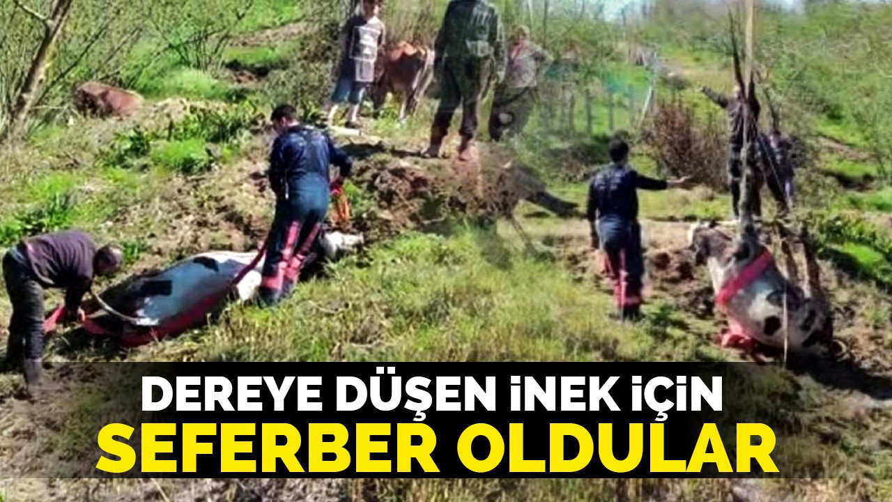 Dereye düşen inek için seferber oldular