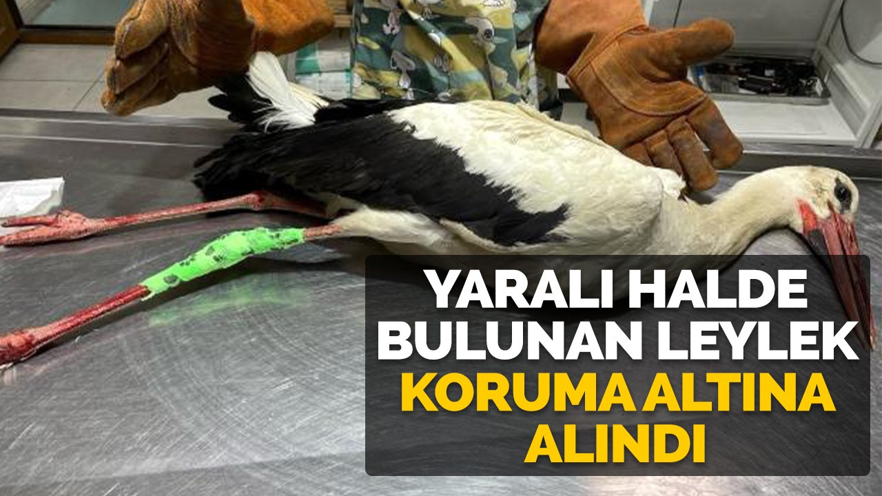 Yaralı halde bulunan leylek koruma altına alındı