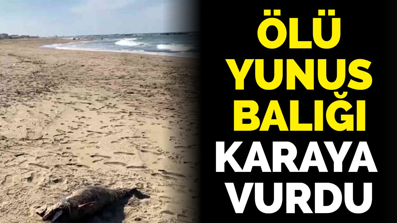 Ölü yunus balığı karaya vurdu