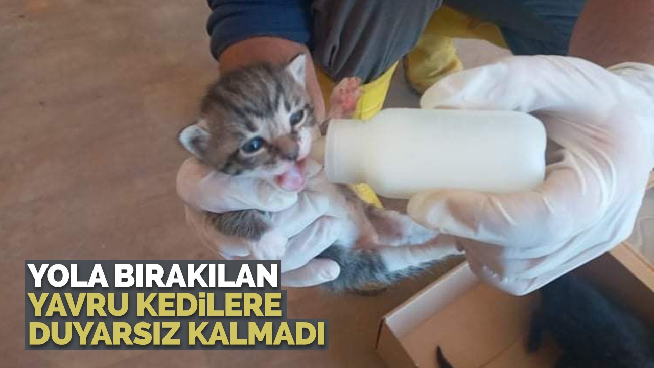 Yola bırakılan 5 kedi yavrusuna duyarsız kalmadı