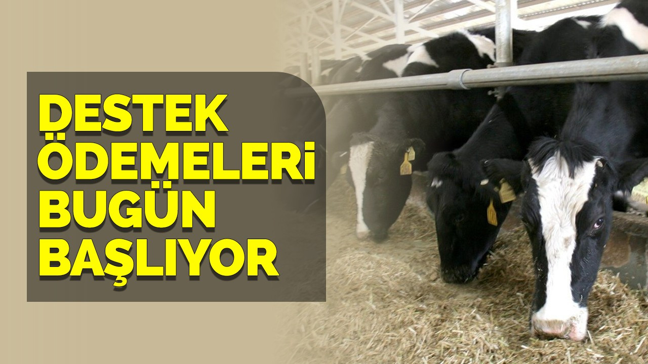 Destek ödemeleri bugün başlıyor