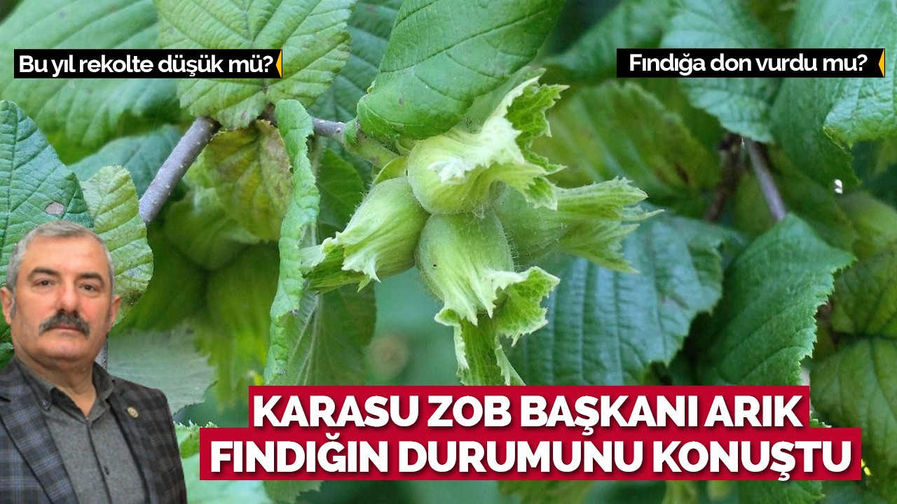 Karasu ZOB Başkanı Arık Fındığın Durumunu Konuştu