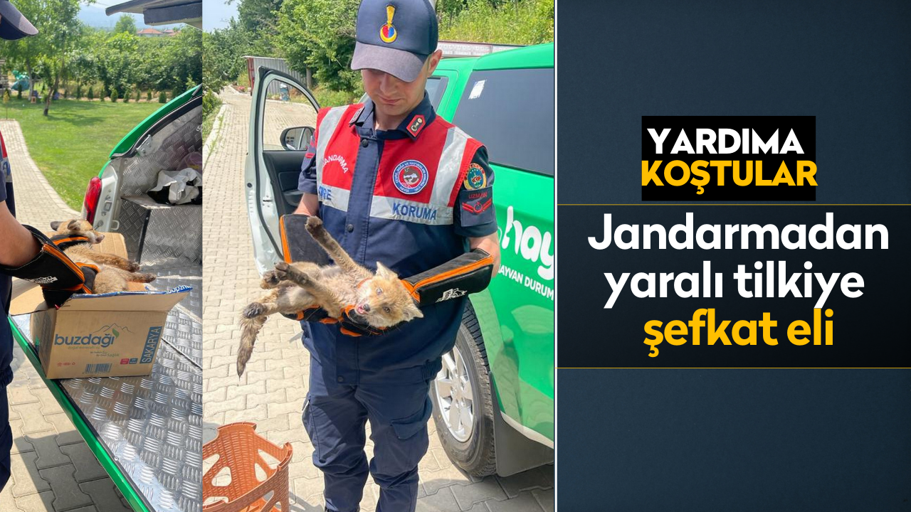 Sakarya'da jandarmadan yaralı tilkiye şefkat eli