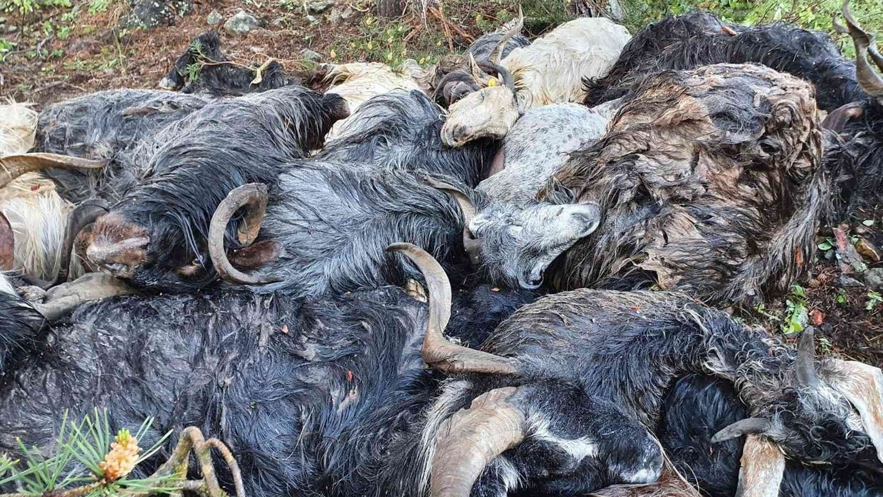 Keçi sürüsünün üzerine yaylada yıldırım düştü: 43 keçi telef oldu