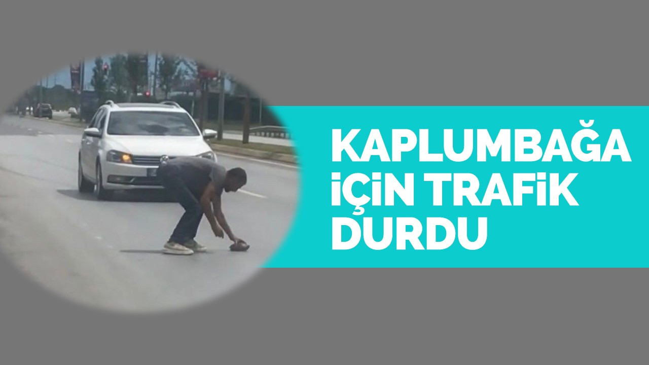 Kaplumbağa için trafik durdu