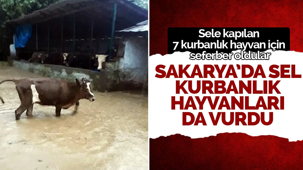 Sakarya’da sel kurbanlık hayvanları da vurdu