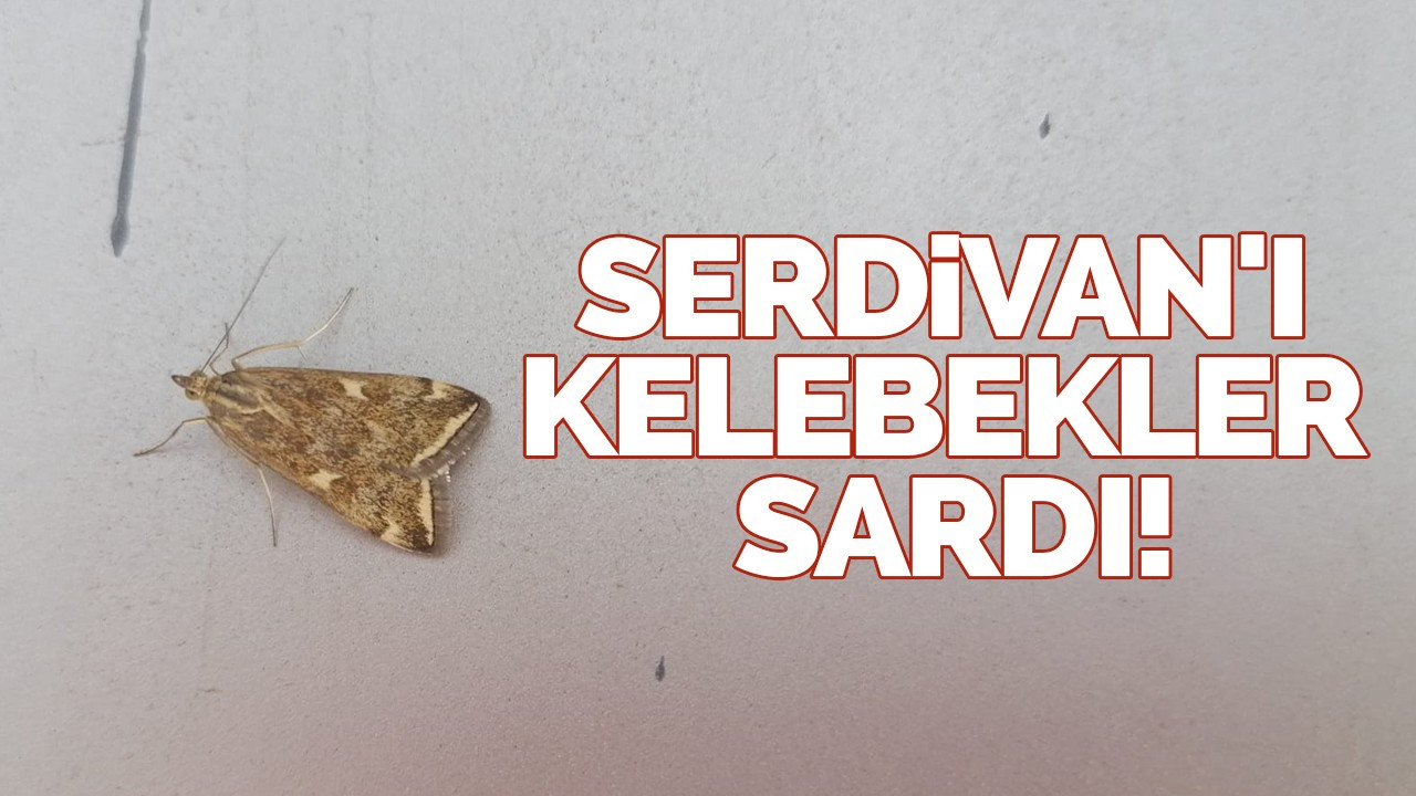 Serdivan'ı kelebekler sardı