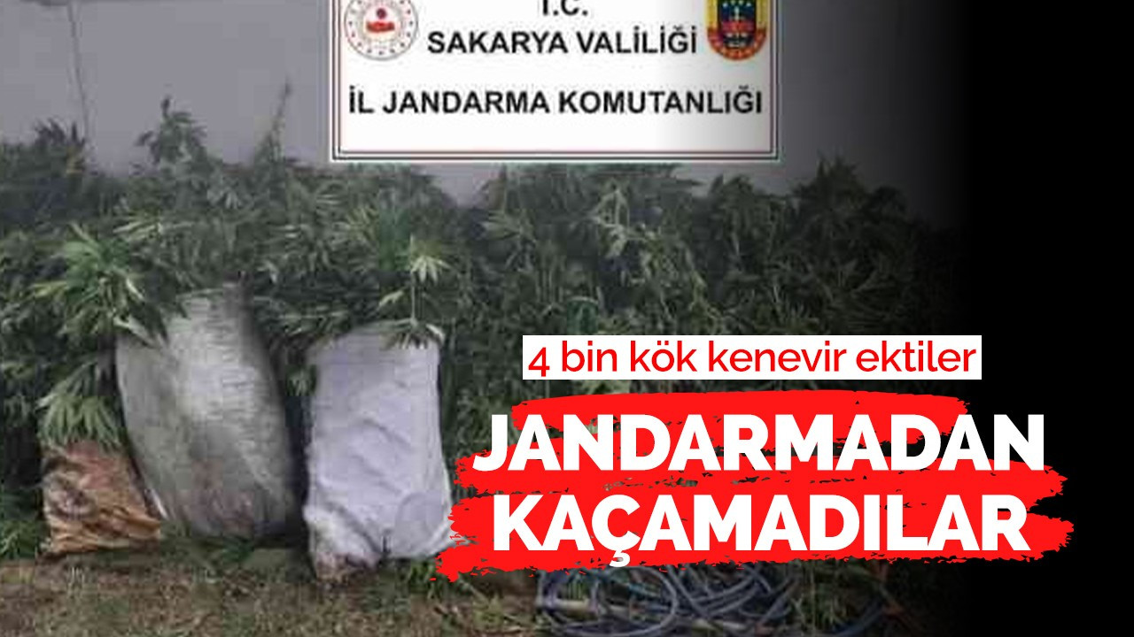 Kenevir ekimi yapan 3 şüpheli jandarma ekiplerince yakalandı