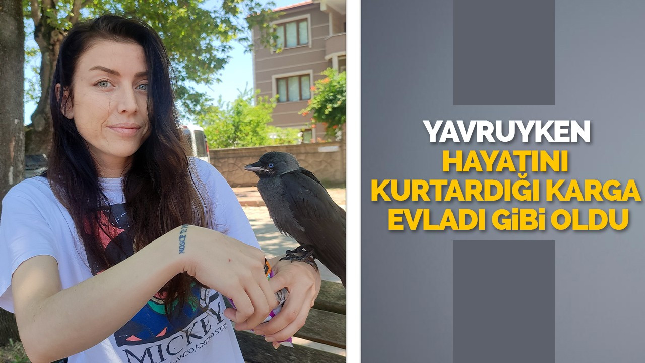 Yavruyken hayatını kurtardığı karga evladı gibi oldu