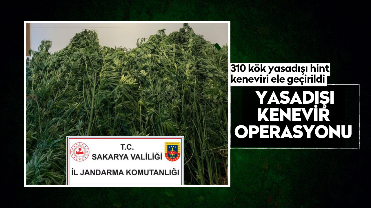 Kocaali'de yasadışı kenevir operasyonu