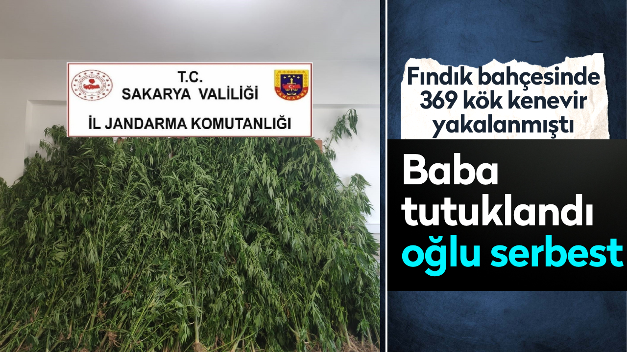 Fındık bahçesinde 369 kök kenevir yakalanmıştı! Baba tutuklandı oğlu serbest