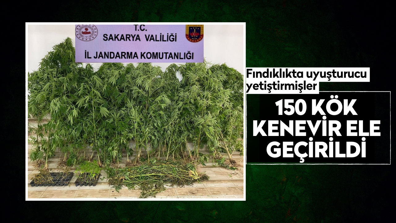 Fındıklıkta uyuşturucu yetiştirmişler! 150 kök ele geçirildi