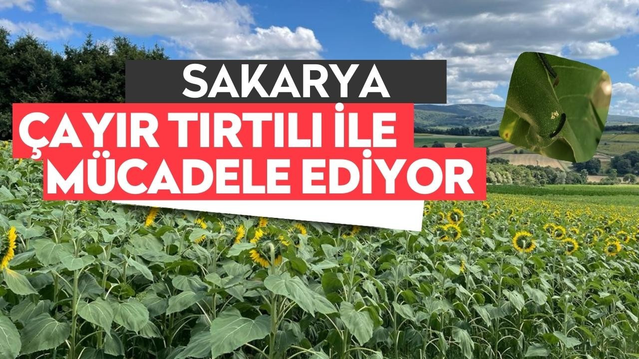 İl Tarım Ve Orman Müdürlüğü Çayır Tırtılı İle Mücadele Ediyor