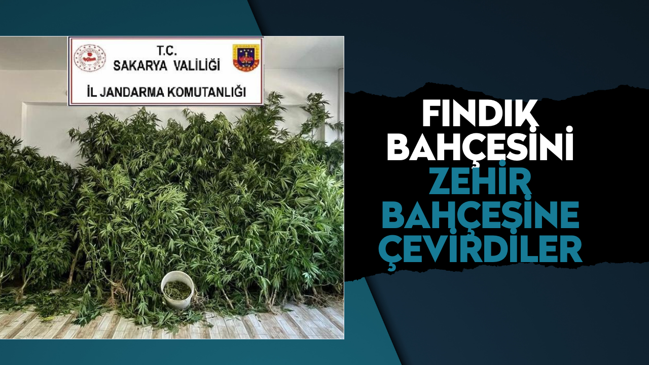 Fındık bahçesini zehir bahçesine çevirdiler