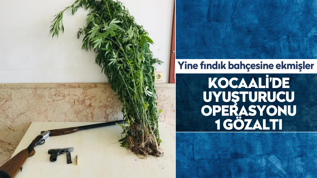 Kocaali'de uyuşturucu operasyonu: 1 gözaltı