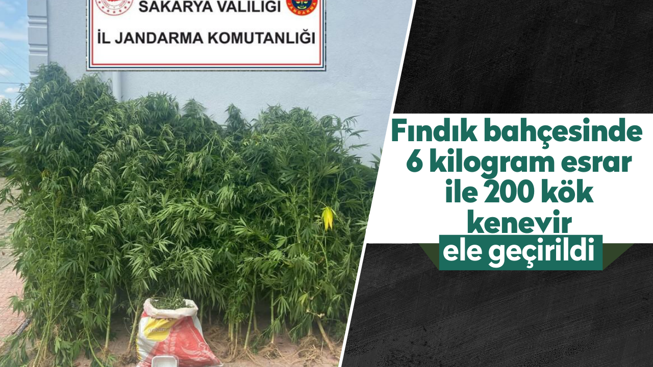 Fındık bahçesinde 6 kilogram esrar ile 200 kök kenevir ele geçirildi