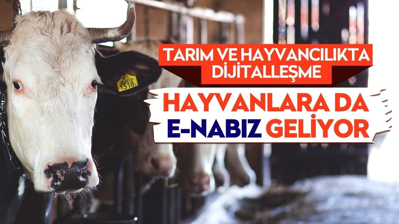 Tarım ve Hayvancılıkta Dijitalleşme: Hayvanlara da E-NABIZ Geliyor