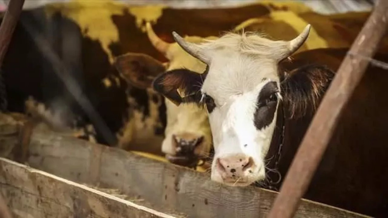 150 bin baş sığır için başvurular alınıyor