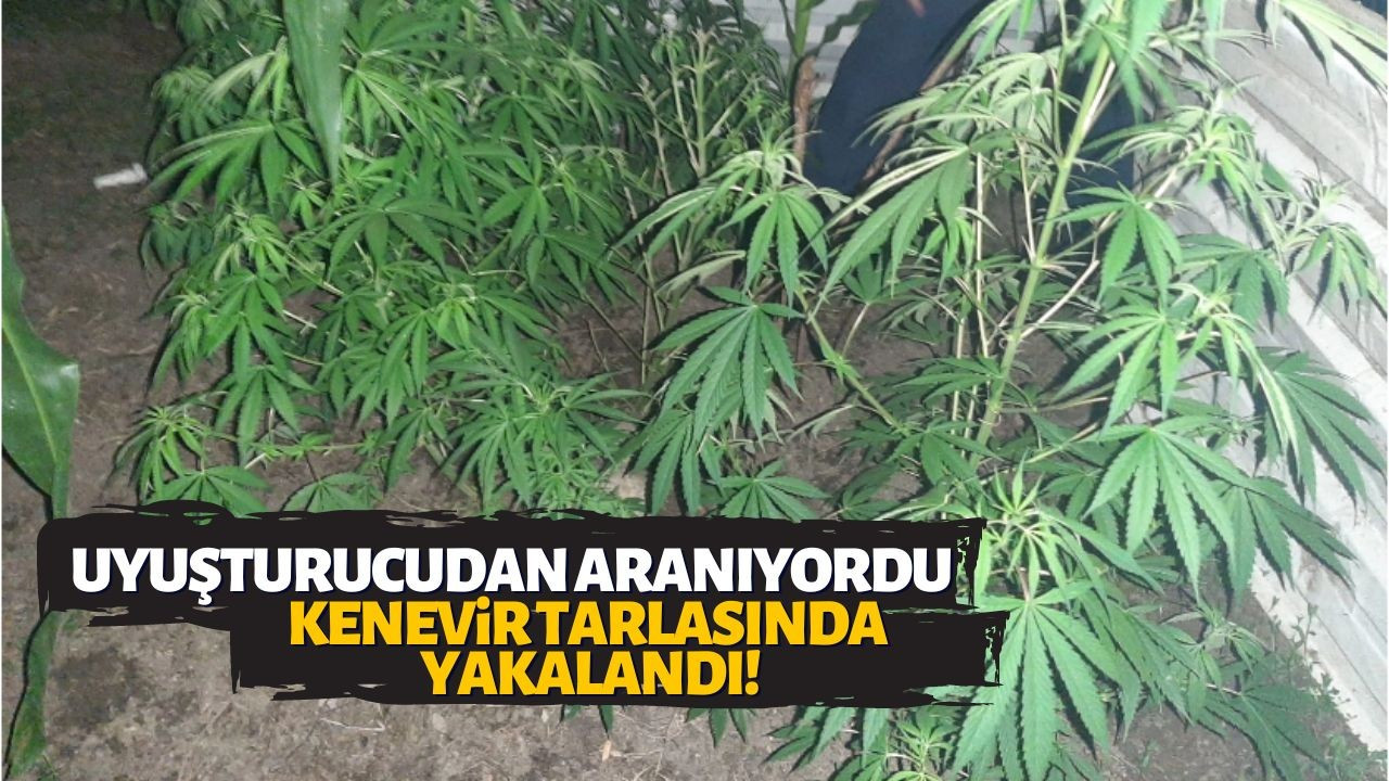 Uyuşturucudan aranıyordu, kenevir tarlasında yakalandı!