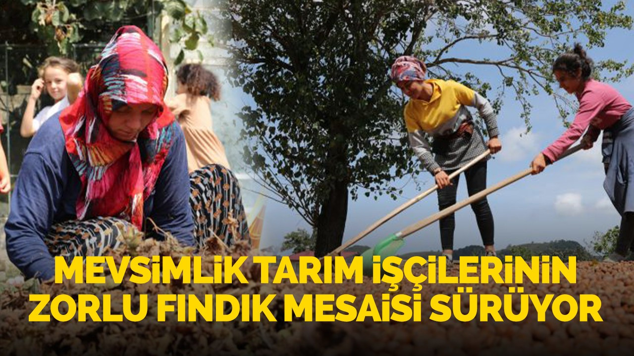 Mevsimlik tarım işçilerinin zorlu fındık mesaisi sürüyor