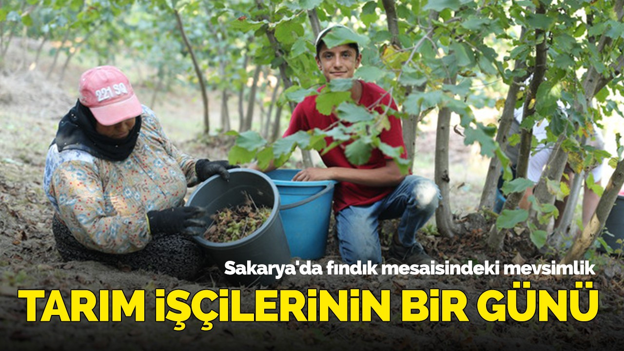 Sakarya'da fındık mesaisindeki mevsimlik tarım işçilerinin bir günü