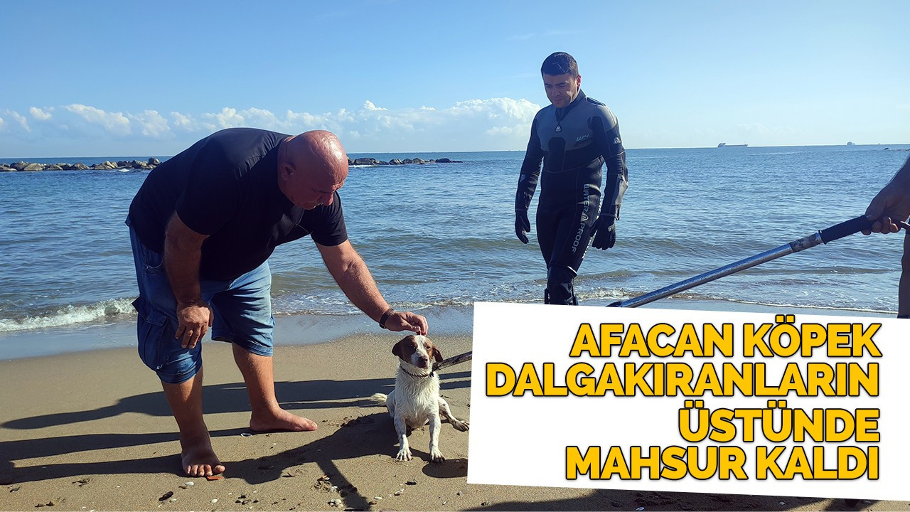 Afacan köpek dalgakıranların üstünde mahsur kaldı