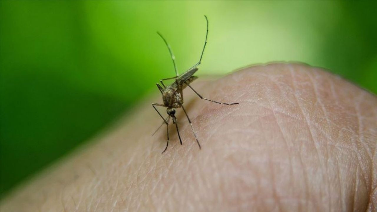Sağlık Bakanlığı'ndan sivrisineklerden korunma rehberi