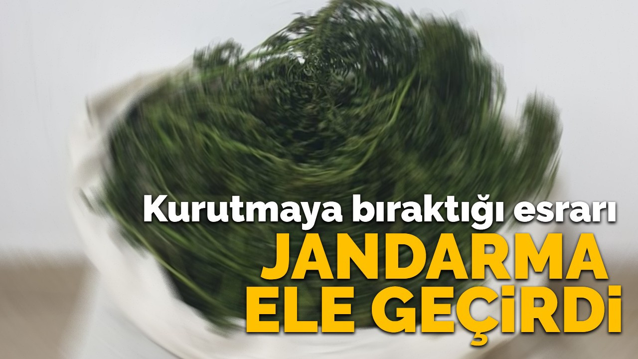 Kurutmaya bıraktığı esrarı jandarma ele geçirdi