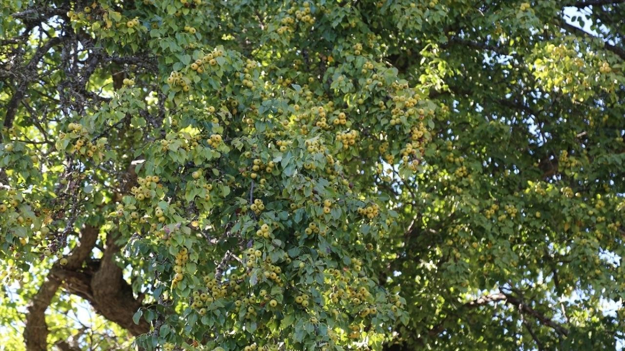 Artvin'de 1100 yıllık armut ağacında meyve hasadı yapıldı