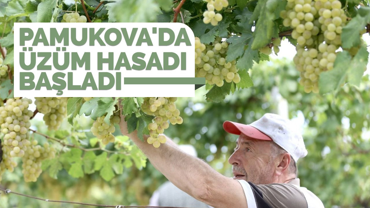 Pamukova'da üzüm hasadı başladı