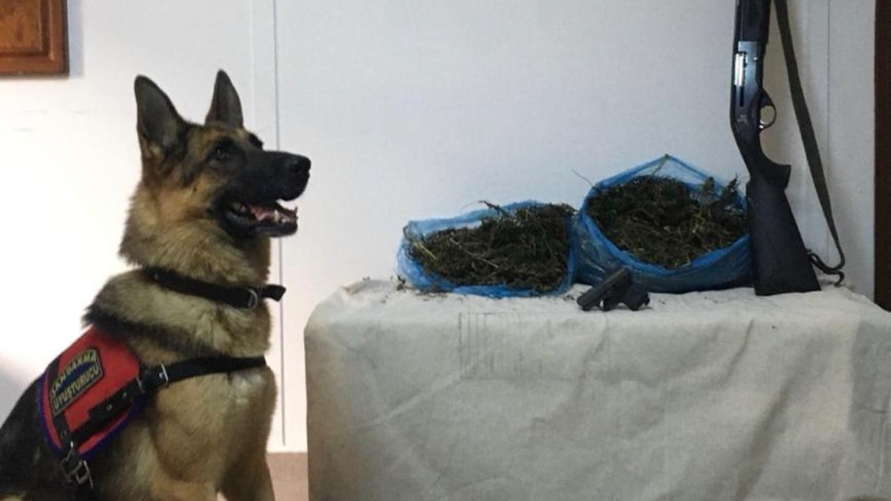 Narkotik köpekle baskın yapılan evden 2 kilo esrar çıktı!