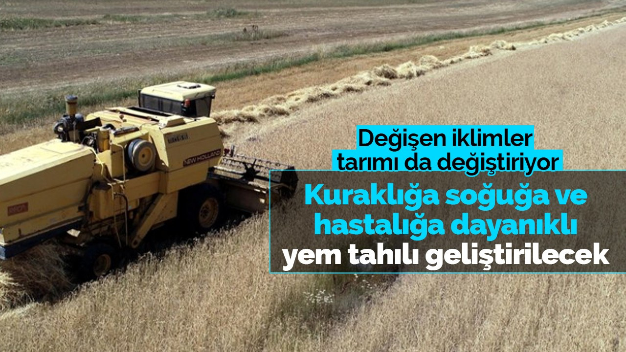 Kuraklığa, soğuğa ve hastalığa dayanıklı tritikale geliştirilecek