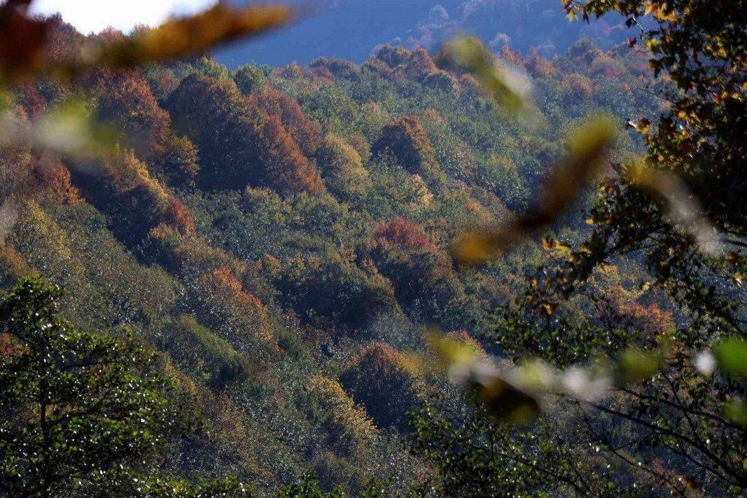 Sakarya'nın ormanlarında sonbahar güzelliği - Sayfa 5