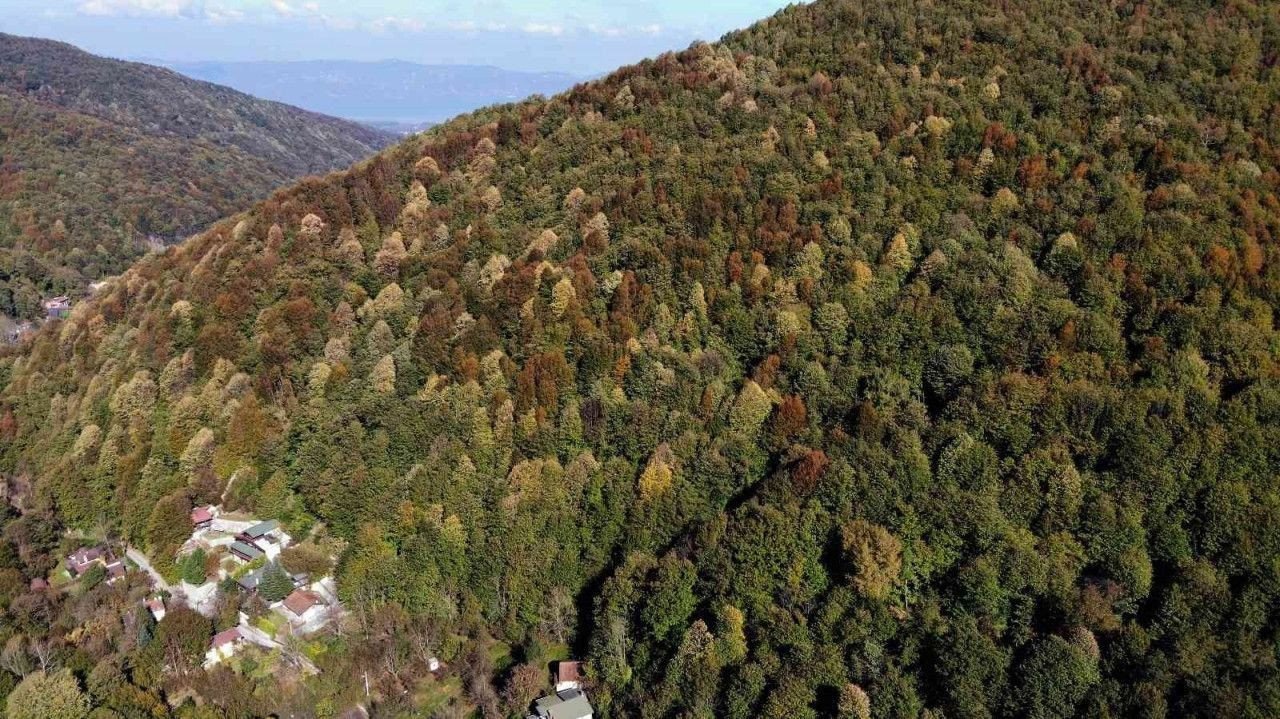 Sakarya'nın ormanlarında sonbahar güzelliği - Sayfa 6