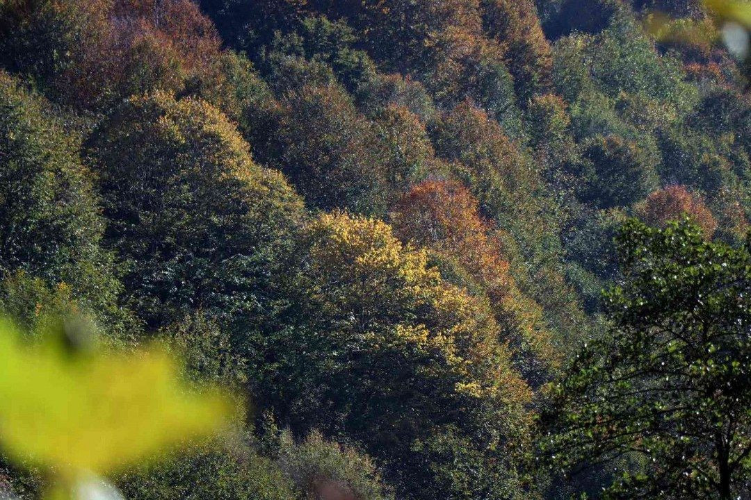 Sakarya'nın ormanlarında sonbahar güzelliği - Sayfa 7