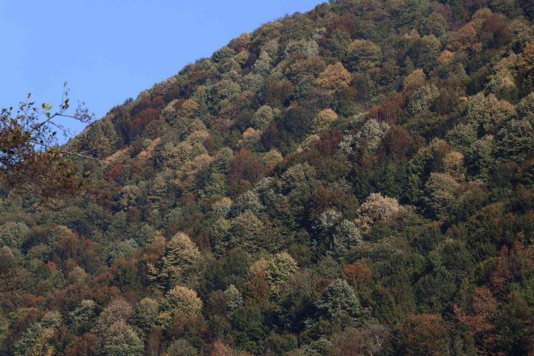 Sakarya'nın ormanlarında sonbahar güzelliği - Sayfa 8