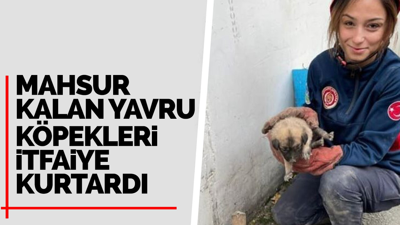 Mahsur kalan yavru köpekleri itfaiye kurtardı