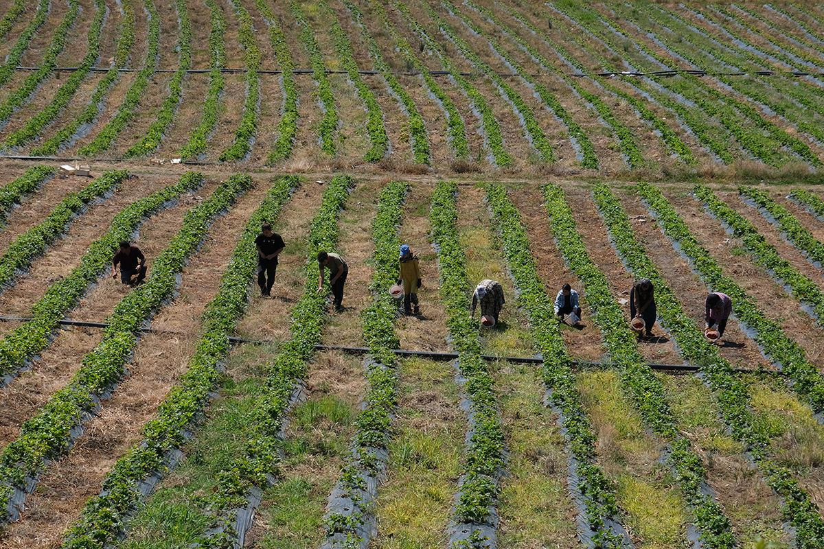 Çilek üretimi 3 katına çıktı - Sayfa 8