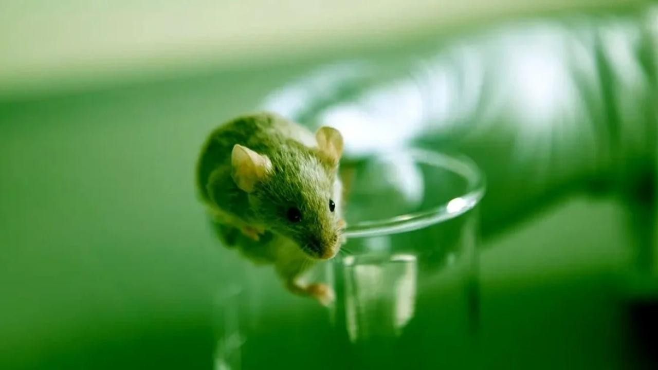 Gen tedavisiyle farelerin yaşam süresi uzadı
