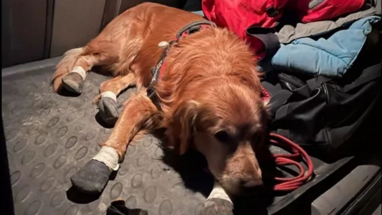 İsveç ekibinin köpeği Killian enkaz altından 17 can kurtardı