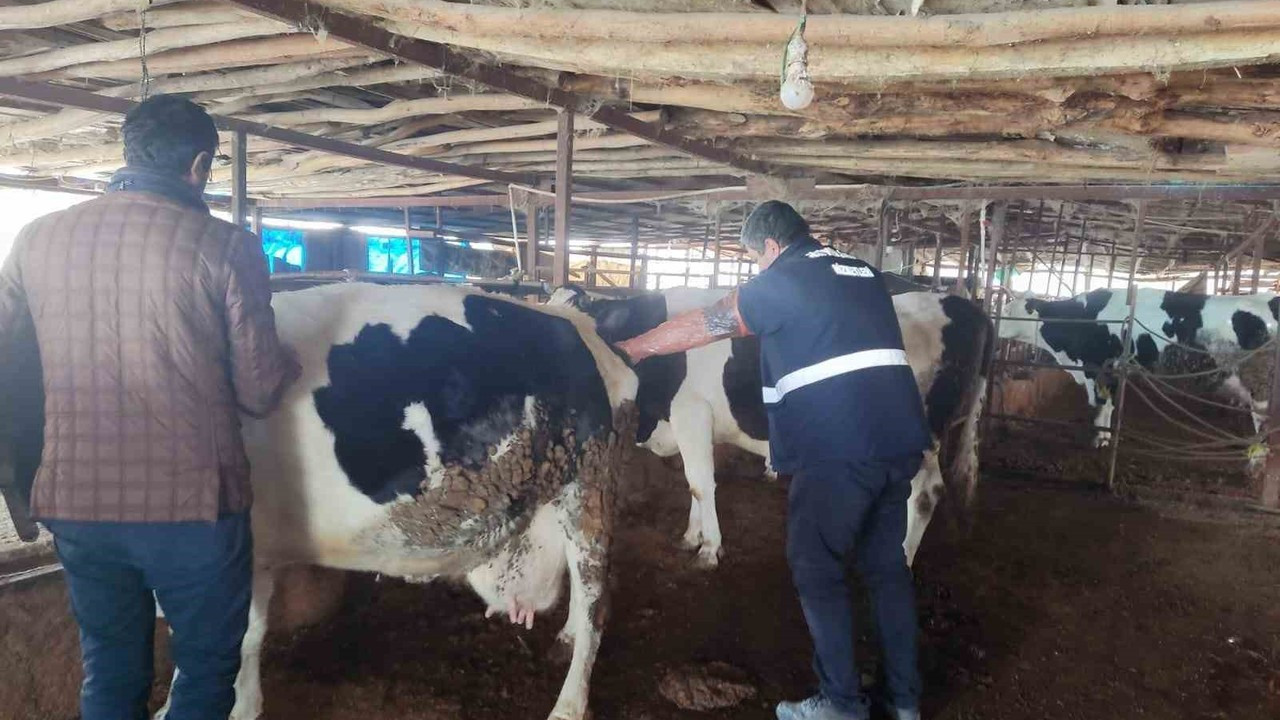 Deprem bölgelerinde hayvan hastalıkları ile mücadele sürüyor