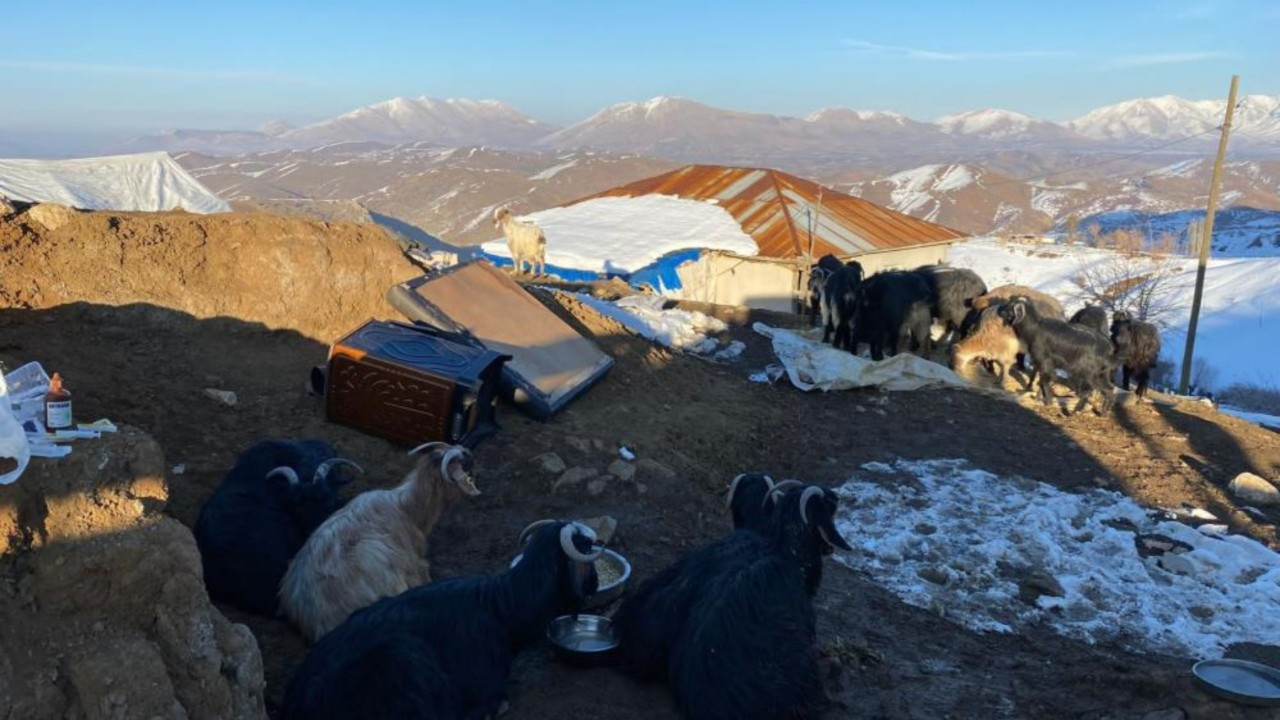 Depremin 17. gününde 24 keçi enkazdan kurtarıldı