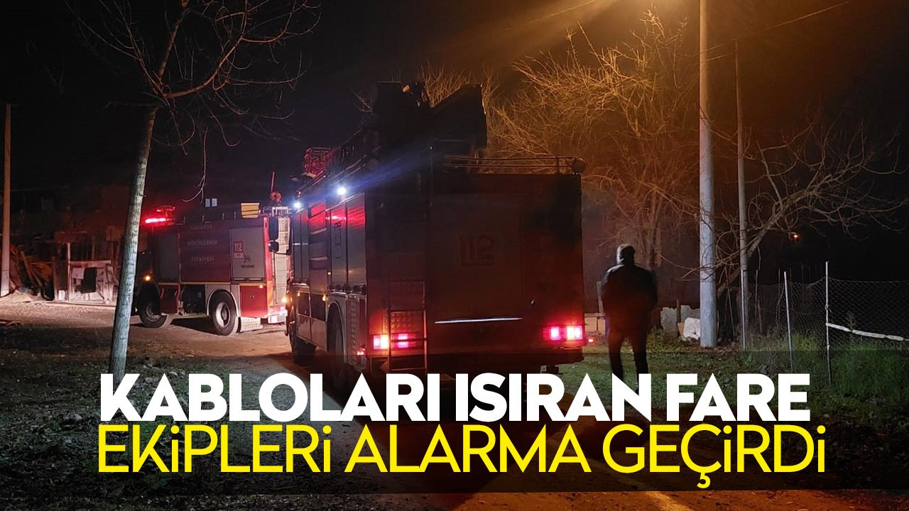 Kabloları ısıran fare ekipleri alarma geçirdi