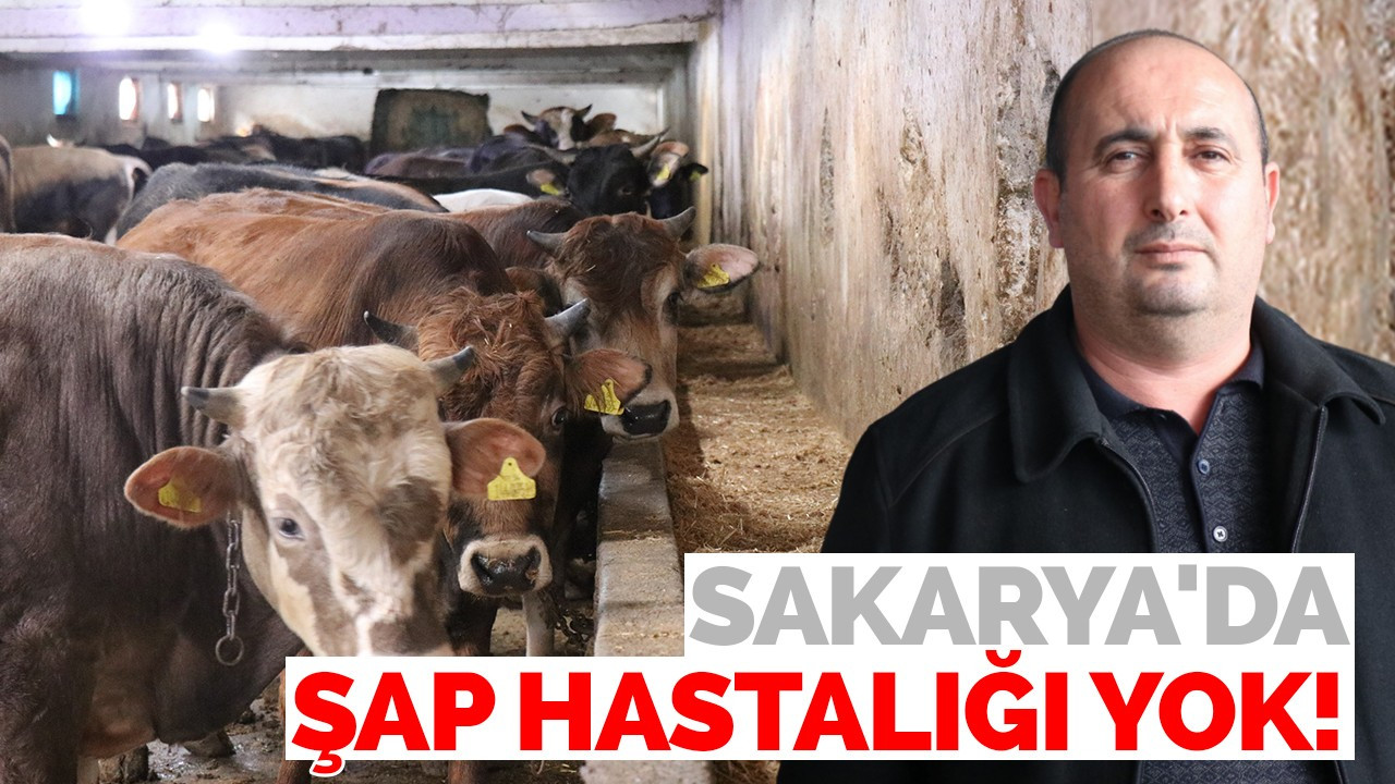 Sakarya'da şap hastalığı yok!