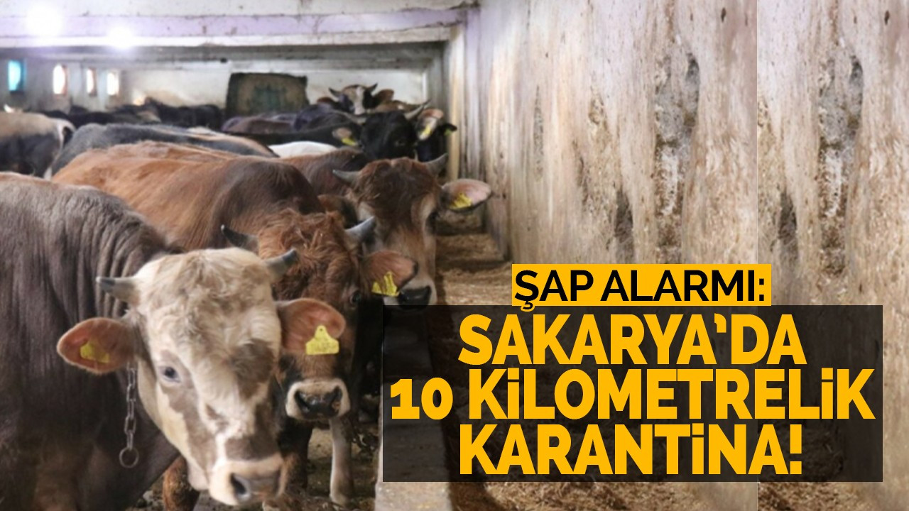 ŞAP ALARMI: SAKARYA’DA 10 KİLOMETRELİK KARANTİNA!